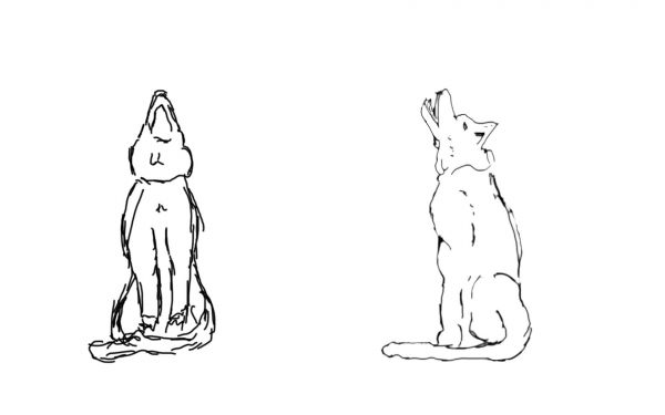 Creation of Wolfs: Step 1